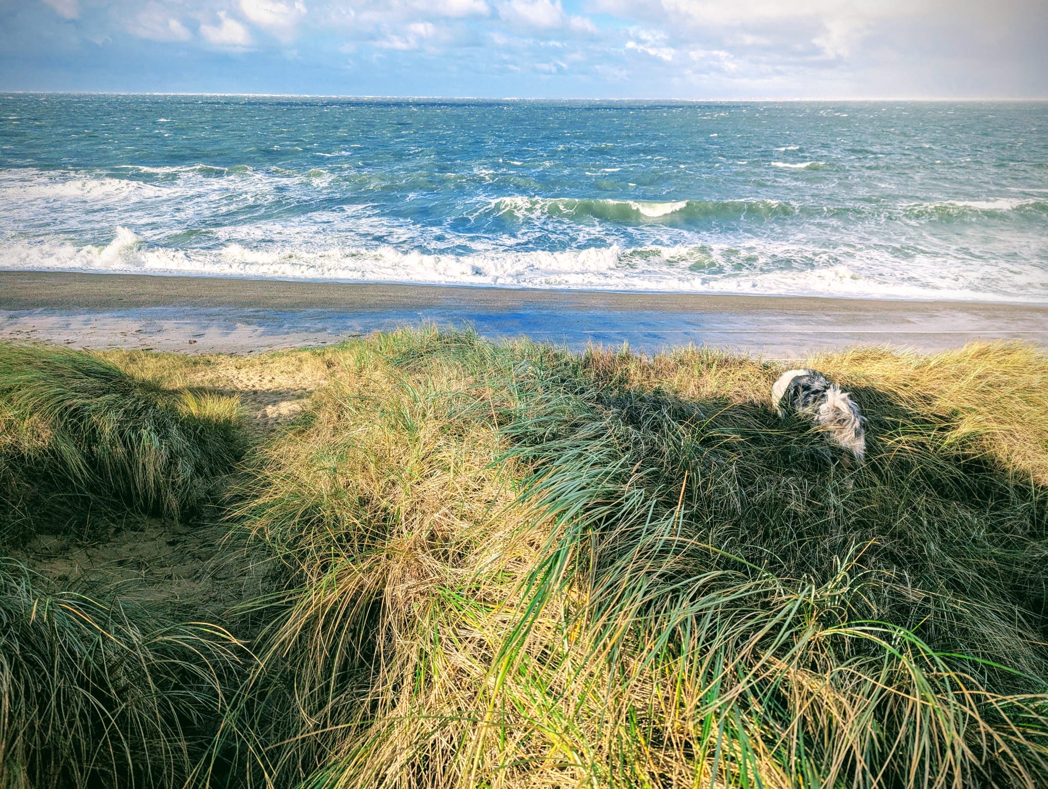 Sunlit dune grasses overlooking breaking waves and an open sea