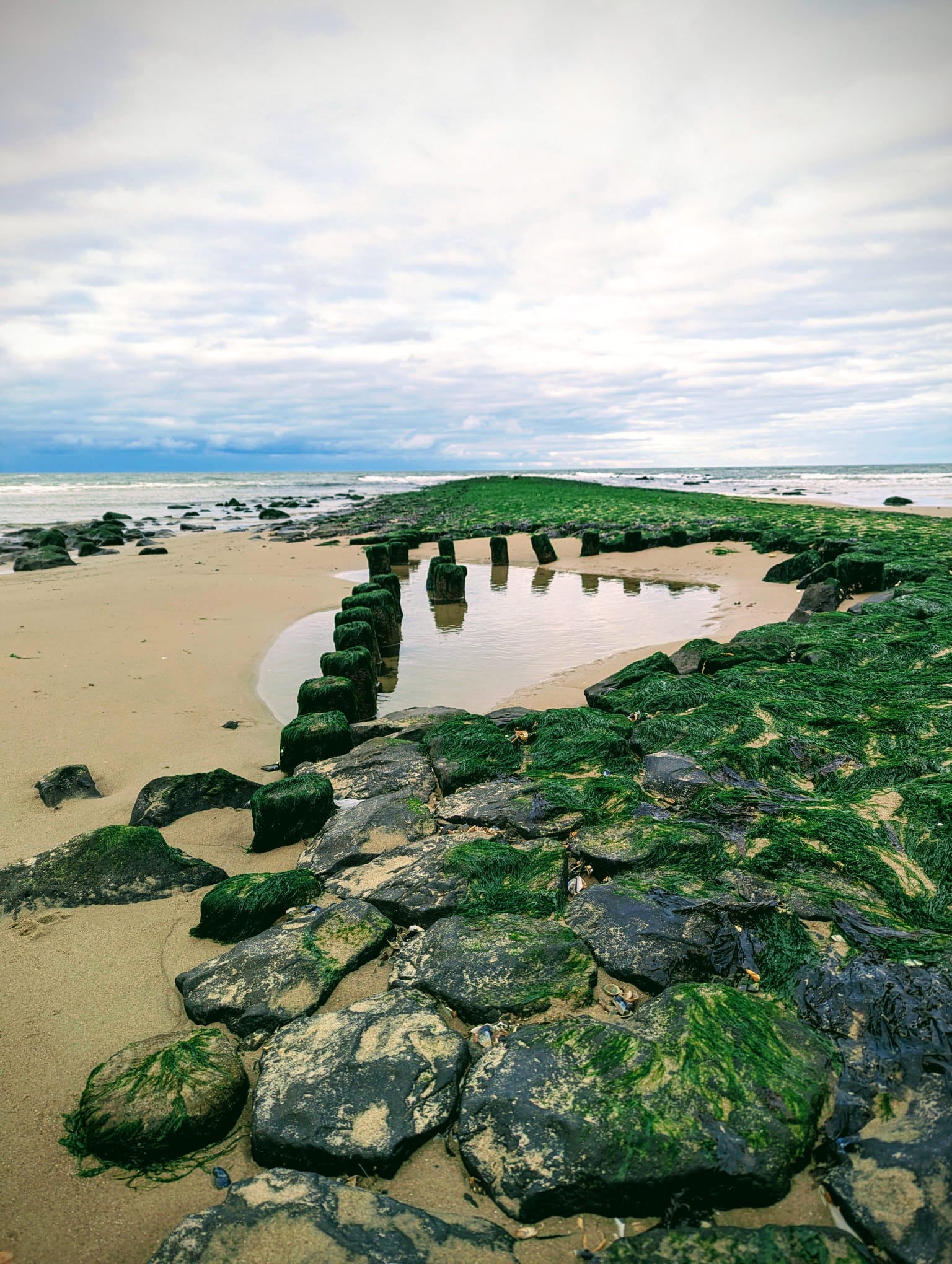 A quiet shoreline with seaweed-covered rocks and wooden posts beneath an open sky